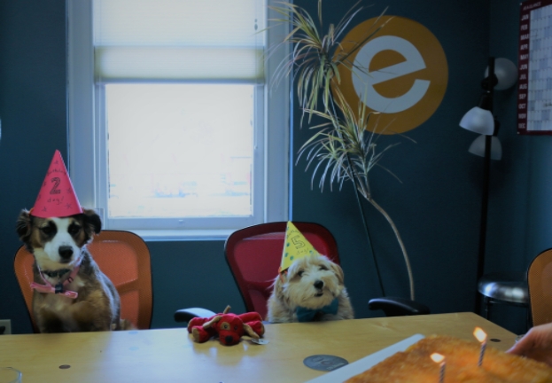 EnergyLogic's furry friends deserve birthday parties, too!