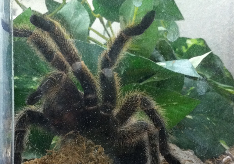 Fluffy - one of our office arachnids.  She's a Chilean Rose Hair Tarantula and is gentle as can be.  We love her!