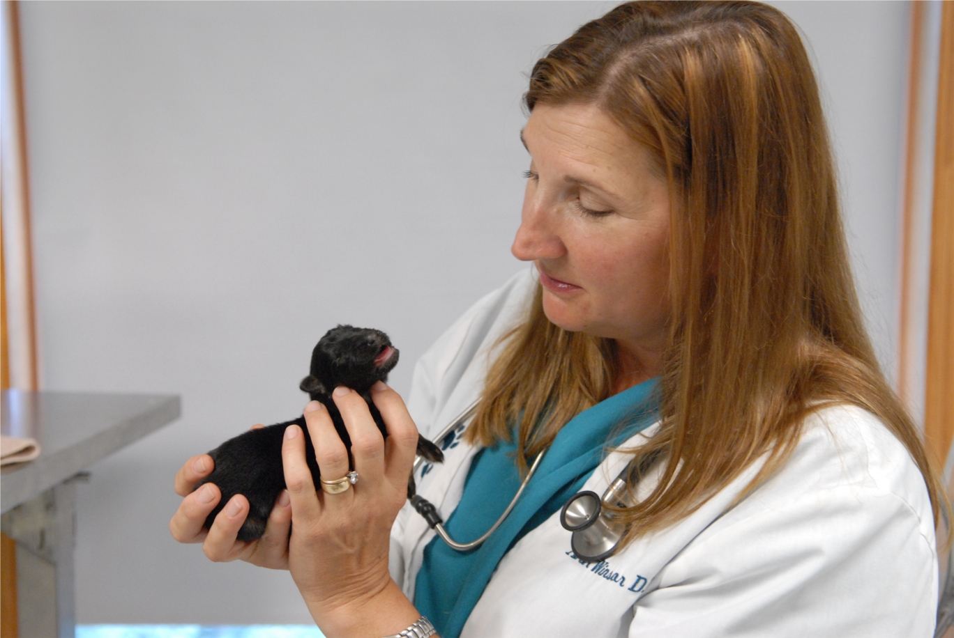 Dr. Ann Winsor exams one of the countless puppies conceived and birthed at Inver Grove Heights Animal Hospital