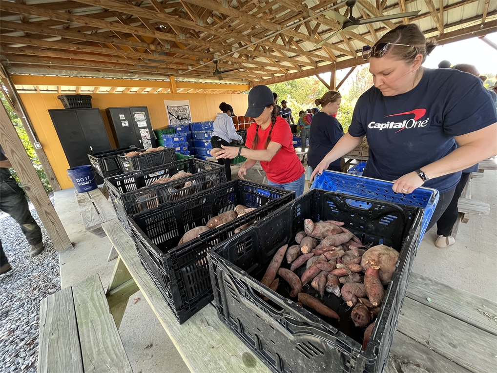 Capital One associates volunteering at Shalom Farms