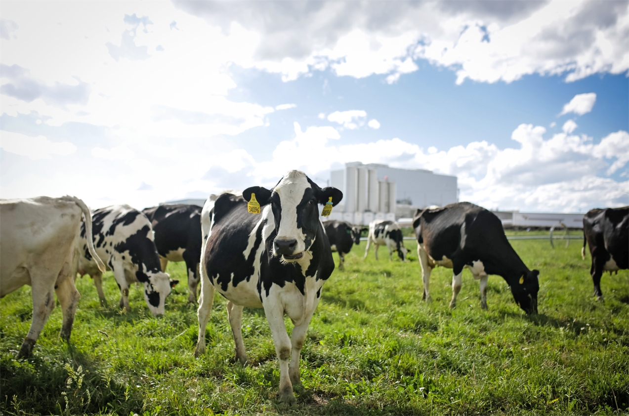 AOD Cows in Front of Milk Plant.jpg