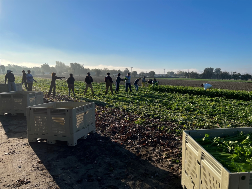 Second Harvest volunteers at Harvest Solutions Farm