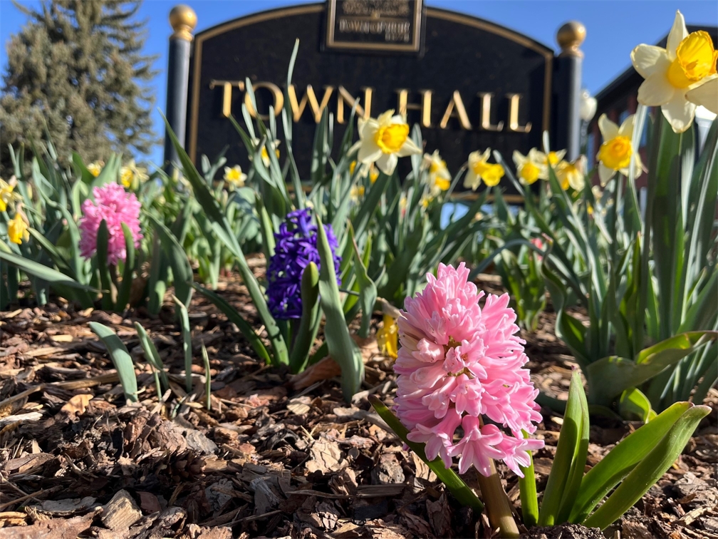 flowers - town hall.jpg