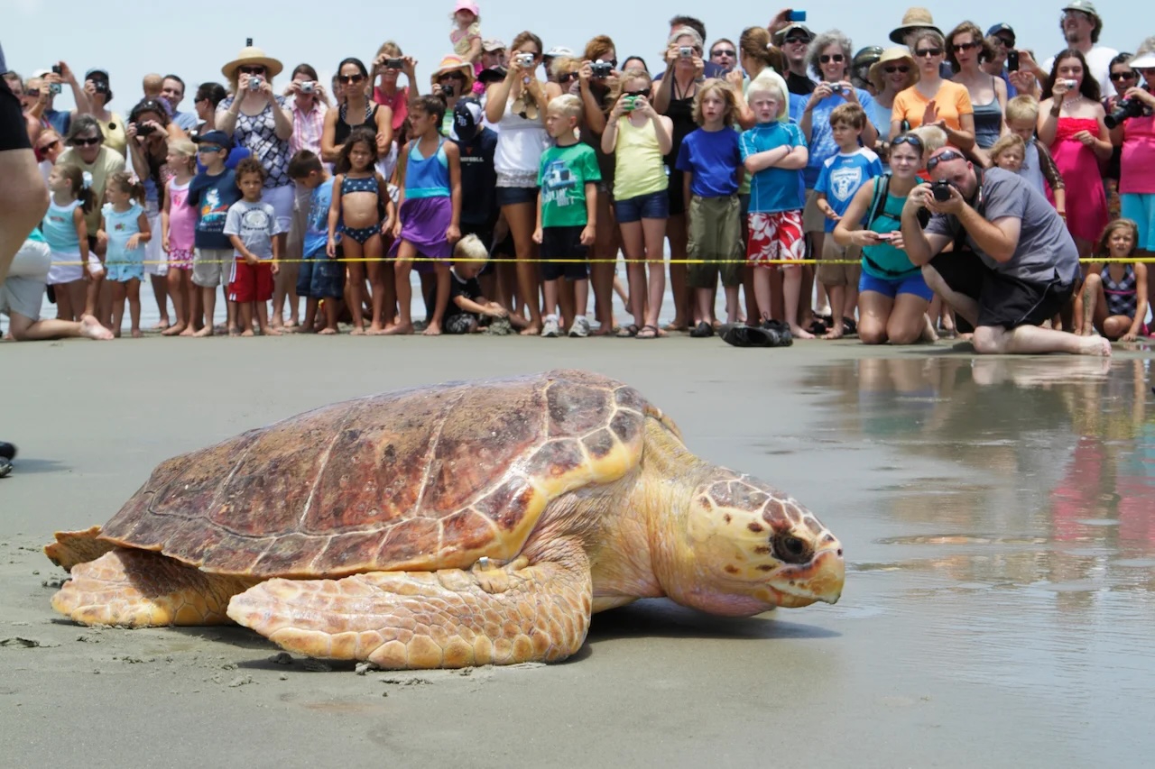 turtlerelease2010_0452.jpeg