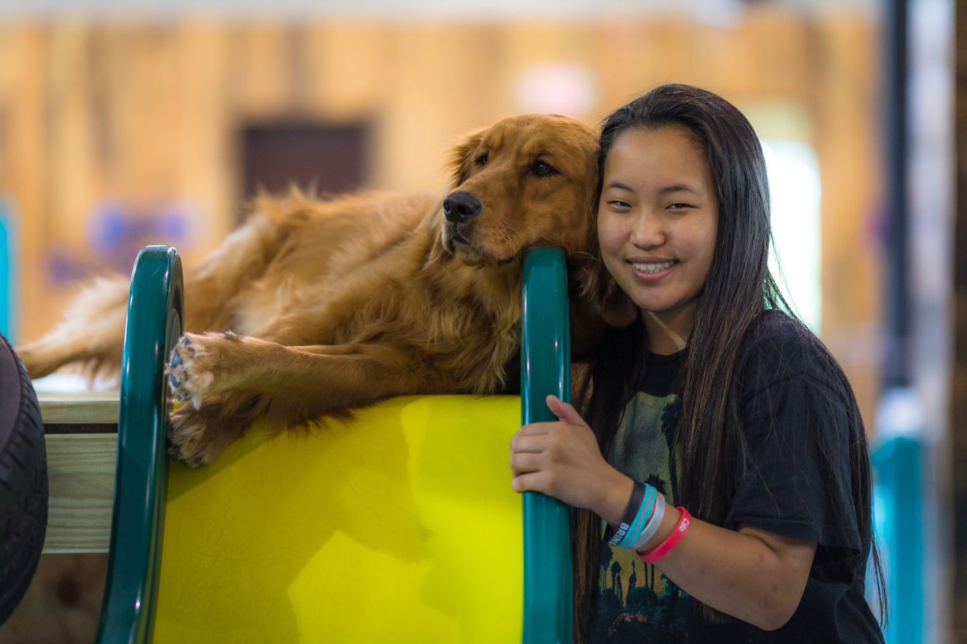 Therapy Dog