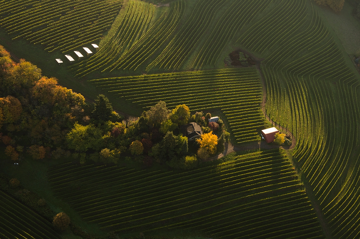 CC Vineyard Aerial Horizontal Web.jpg