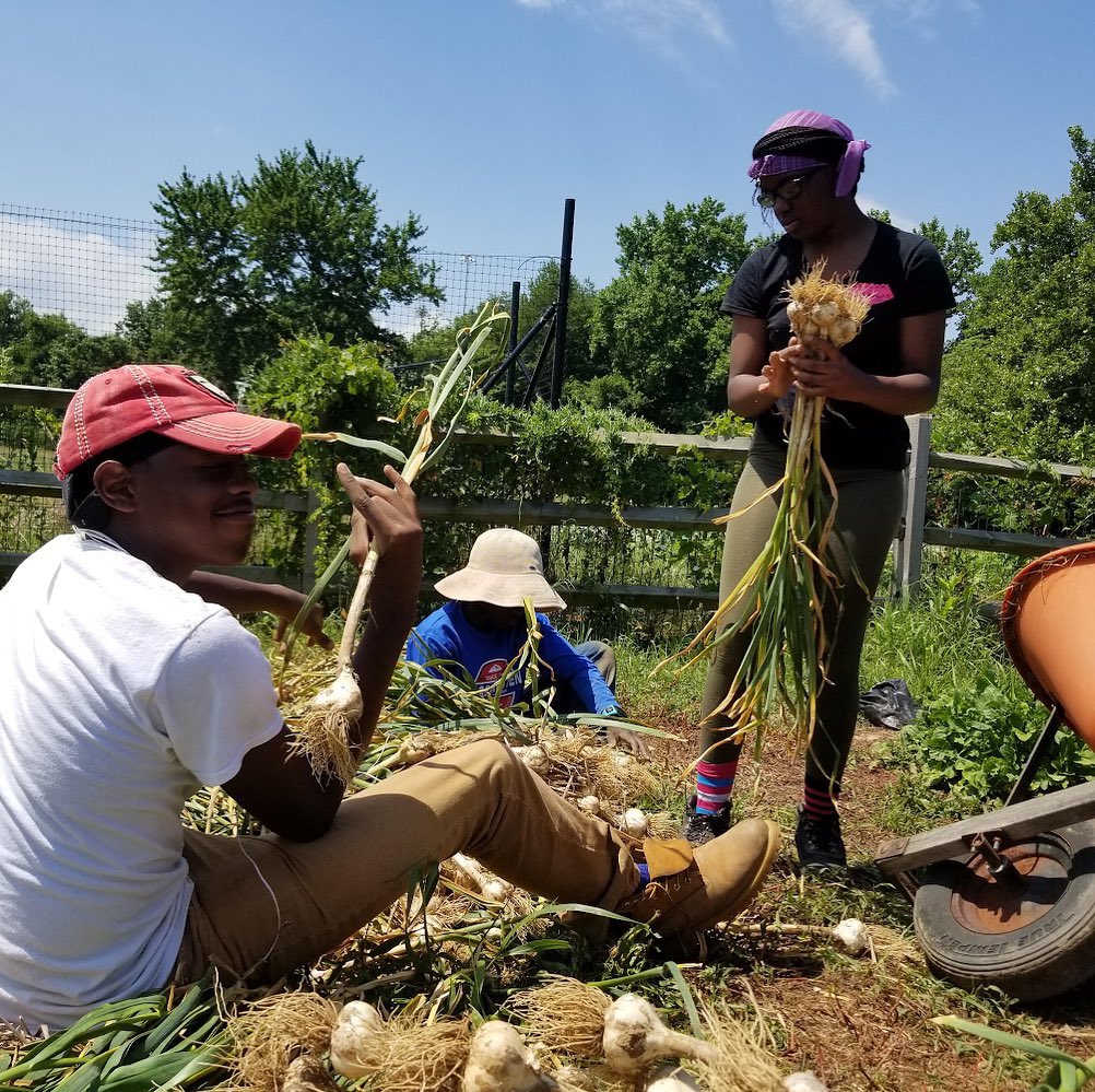 Youth harvesting scallions.jpg