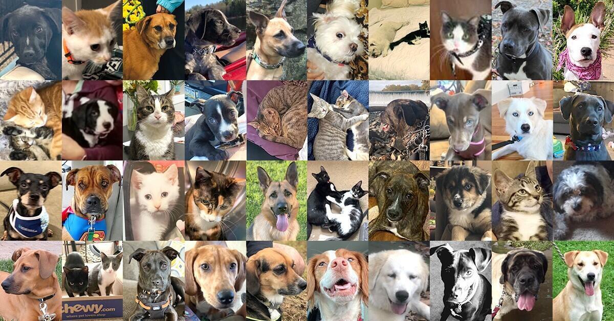 Pet Adoption Assistance Program