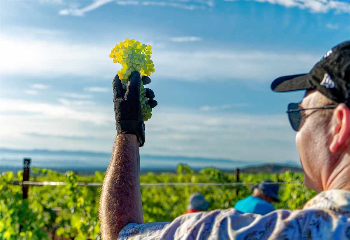 Verde Valley campus vineyard.jpg