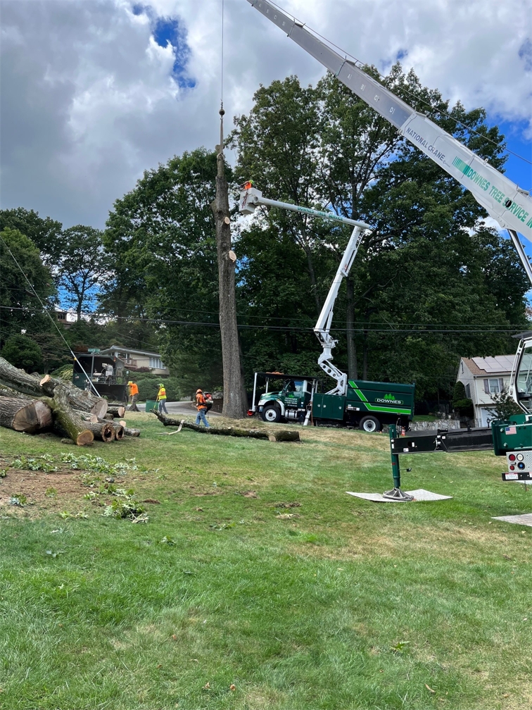 Tree Work