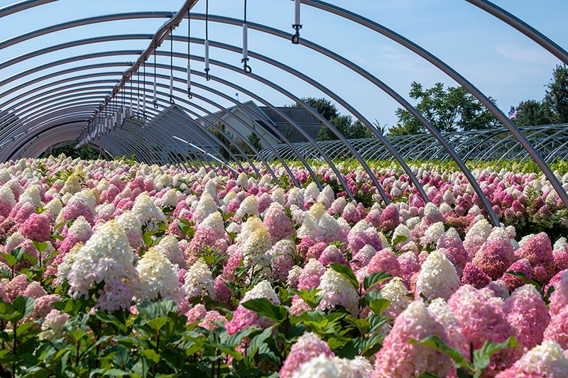 Hydrangea growing at the Virgil nursery