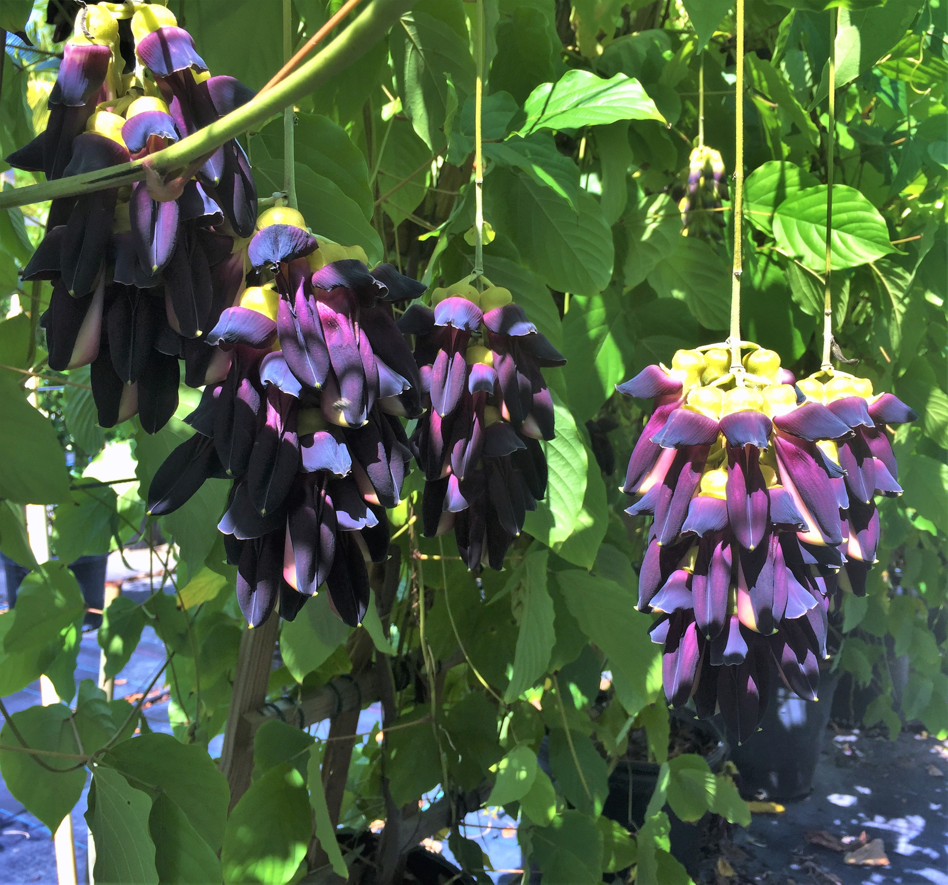 Mucuna (2).jpg