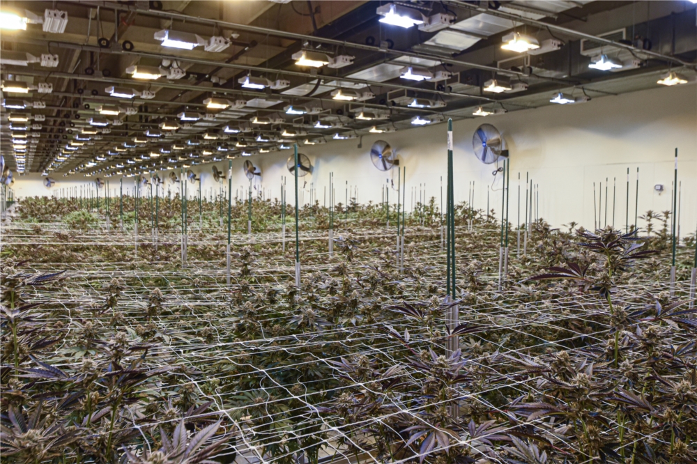 A typical cannabis flowering room at Stability Cannabis in Oklahoma City.