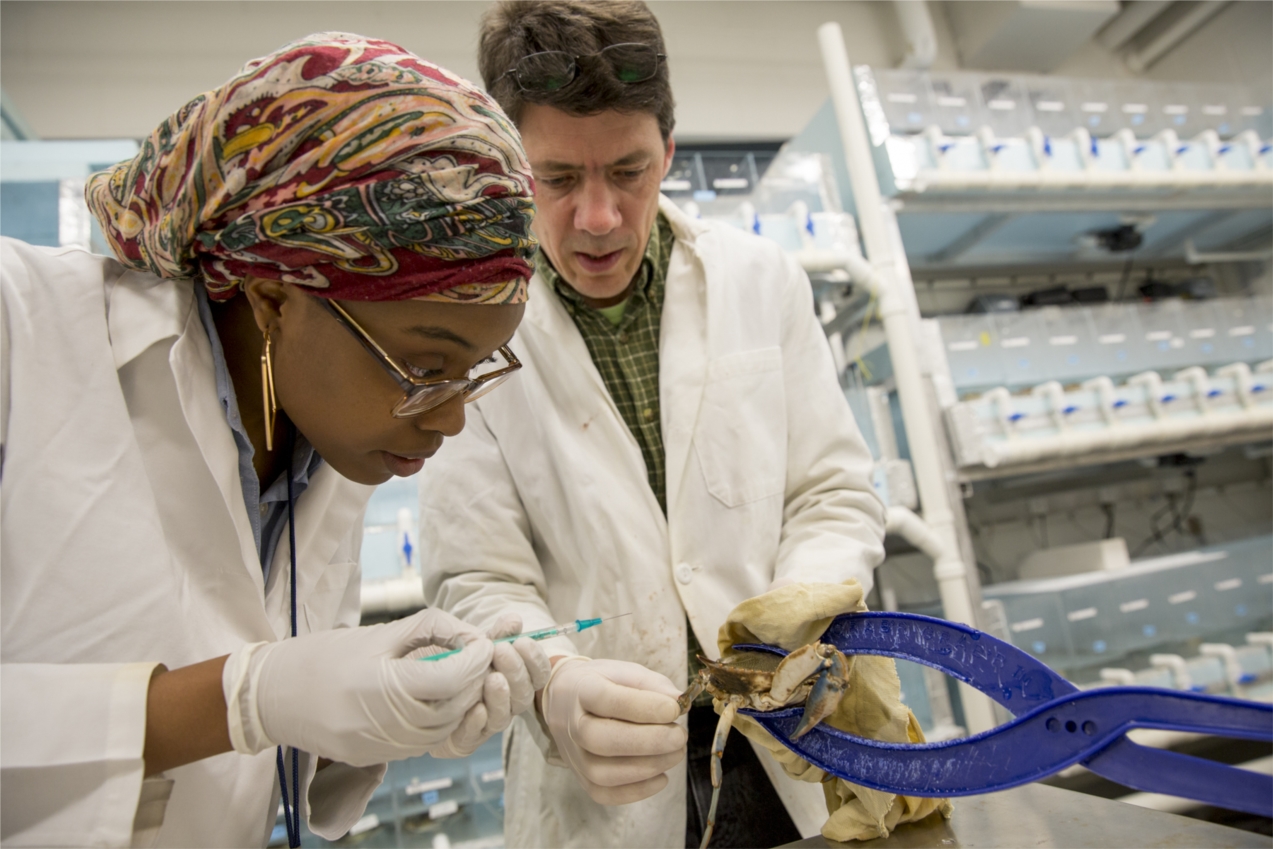 two people in lab coats inspecting a blue crab