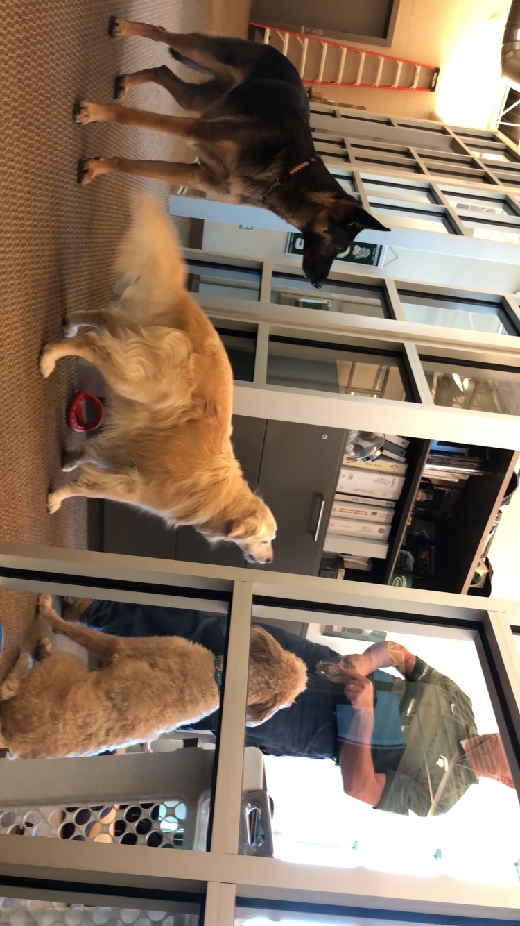 Wieland's HQ provides a dog friendly atmosphere. Bring your dog to work day is everyday here! 