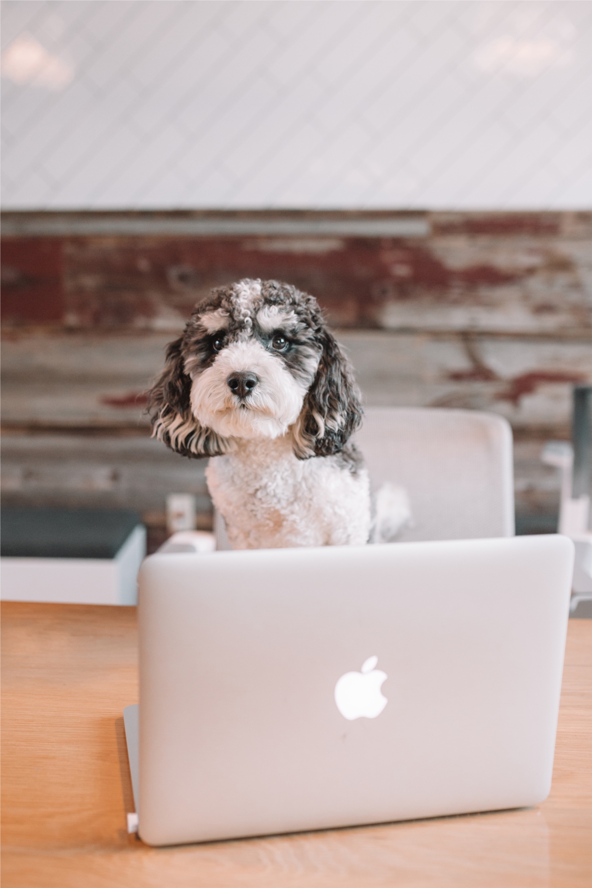 Four legged friends are welcomed to any meeting