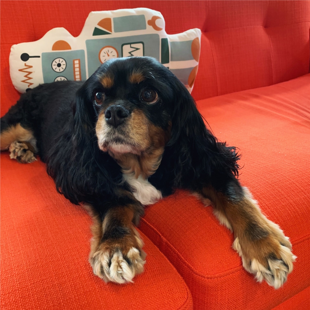 Office dog Ruka surveilling HQ.