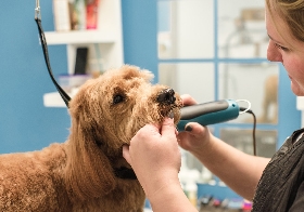 “I love working for TU because they want what is best for the pet, which means quality over quantity. They let me take as much time as I need with each groom so I can spend time with the dogs and get to know them. I love not being rushed! I look forward to going to work each day to not only groom my clients, but to spend personal quality time with them!" - Creve Coeur Groomer