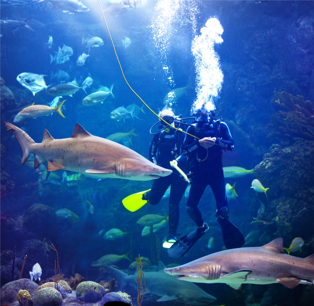 The Florida Aquarium holds dive shows daily in our Coral Reef Gallery