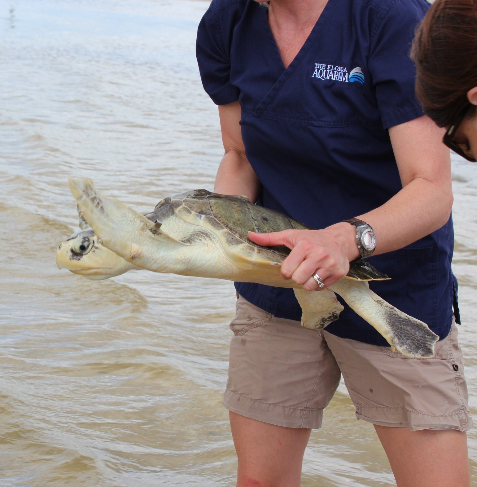 The Florida Aquarium’s Center for Conservation combines research and rehabilitation programs to successfully rescue and release injured sea turtles and river otters